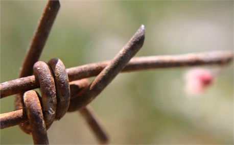 barbed wire (404)