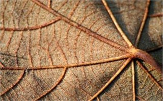 leaf