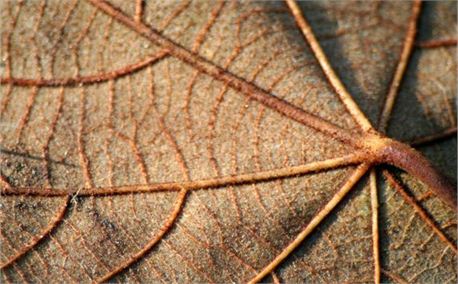 leaf (962)