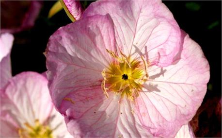 flower (965)