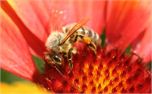 Bee (973)