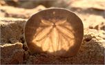 Sand Dollar (975)