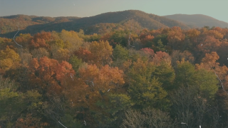 Autumn Film Background Loop