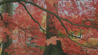 Fall Leaves Background Loop