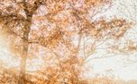 Thanksgiving 2: Social Graphic (109529)