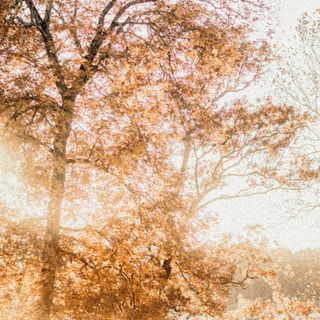 Thanksgiving 2: Social Graphic