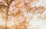 Thanksgiving 2: Social Graphic (109531)