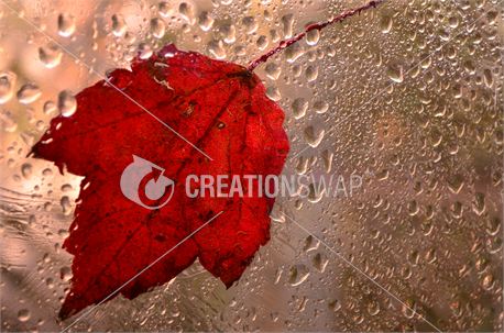 Autumn Memories (11826)