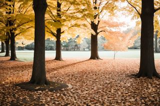 Fall scenery 