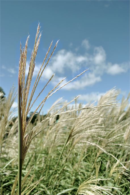 Wheat (12303)