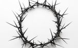 Crown of thorns  (120186)