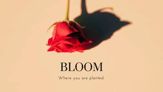 Bloom