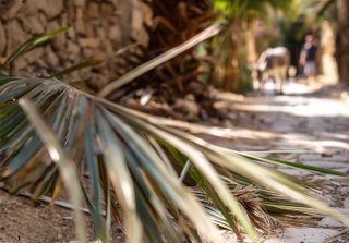 Road of Palms
