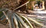 Road of Palms (125368)