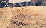 wheat (15569)