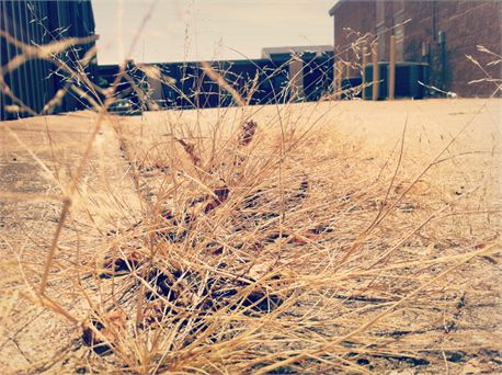 wheat (15569)