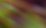 Forest Light : Loop 06 (151132)