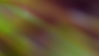 Forest Light : Loop 06
