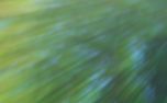 Forest Light : Loop 05 (151133)