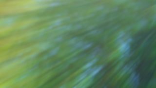 Forest Light : Loop 05