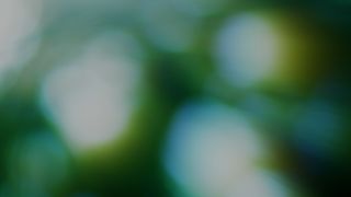 Forest Light : Loop 04