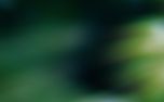Forest Light : Loop 03 (151135)