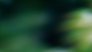 Forest Light : Loop 03