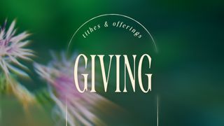 Forest Light : Giving