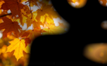 Autumn Flow 1 (151757)