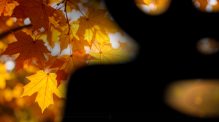 Autumn Flow 1
