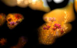 Autumn Flow 3 (151759)