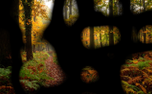 Autumn Flow 4 (151760)