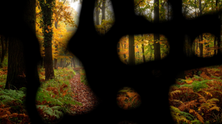 Autumn Flow 4