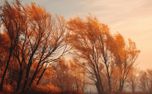 Autumn Trees in the Wind (152023)