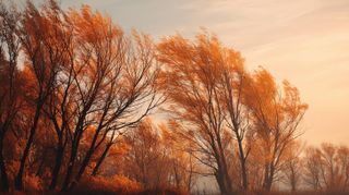 Autumn Trees in the Wind