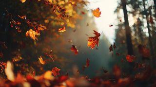 Autumn Leaves Falling