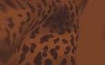 Autumn Fabrics Slides Pack (152767)