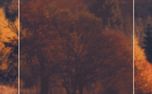Enter His Gates With Thanksgiv (152901)
