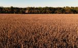 Harvest Loop (153118)