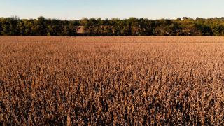 Harvest Loop