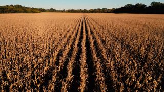 Harvest Loop