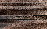 Harvest Loop (153121)