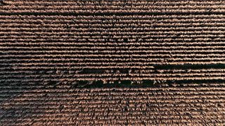 Harvest Loop