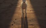 Lamb in the light of a cross (153168)