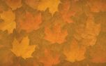 Autumn Gatherings BG #8 (153396)