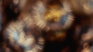 Joyous Celebration : Loop 01