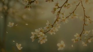 Spring - CherryBlossoms