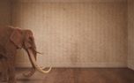 Elephant In The Room 1 (156433)