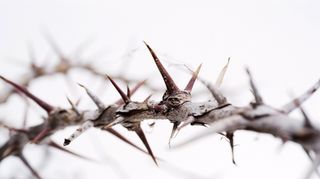 Crown of Thorns on White