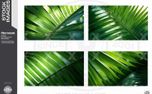 Palm Leaves (156626)